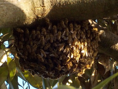 庭木に蜂球が付いていました。蜂玉