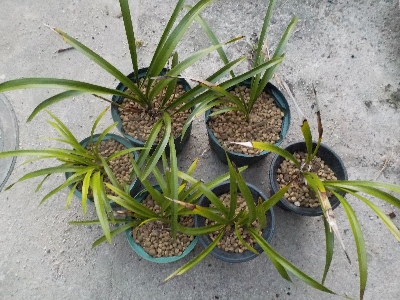 japan キンリョウヘンが6株になりました。 5月