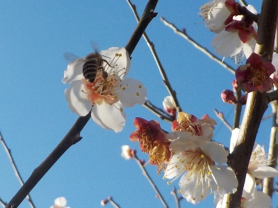 japan梅の花に日本ミツバチ2月