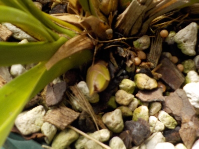 japanキンリョウヘンの花芽発芽2月