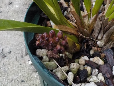 japan 赤いキンリョウヘンのブツブツが出ました。 3月