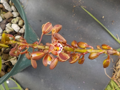 japan キンリョウヘンが少し開花しました。 4月