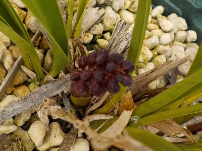 japan キンリョウヘンのツボミが次々と出ています。 4月