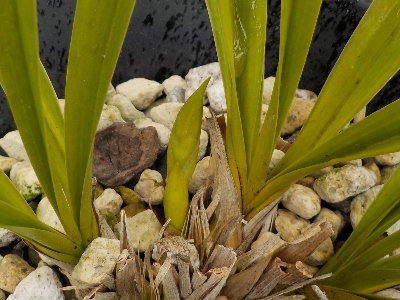 japan キンリョウヘンのツボミが次々と出ています。 4月