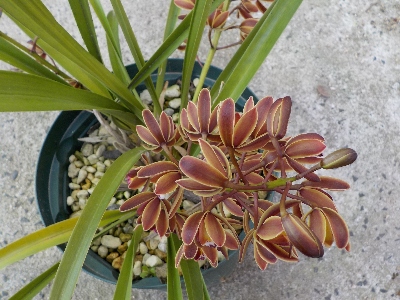 japan 山野草展でキンリョウヘンを見ました。 5月