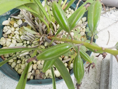 japan キンリョウヘンのタネが出来きそうです。 6月