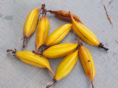 japan キンリョウヘンのタネの房が次々と落ちています。 7月