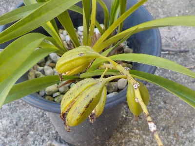 japan キンリョウヘンから白い粉が沢山排出中です。 12月