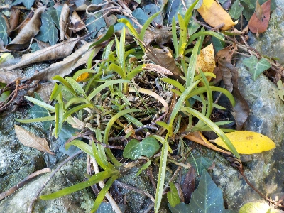 japan キンリョウヘンから白い粉が沢山排出中です。 12月