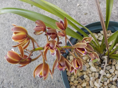 japan 今年はキンリョウヘンの花が少しだけ咲きました。 5月