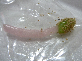 �������̂���