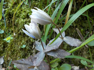 備中鐘乳穴 ユキワリイチゲ