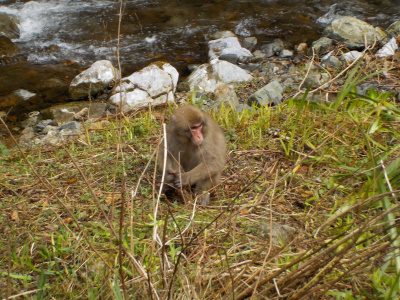 神庭の滝のニホンザル