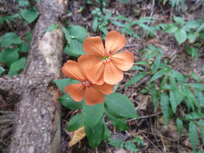 フシグロセンノウ