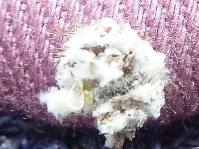 クサカゲロウの幼虫