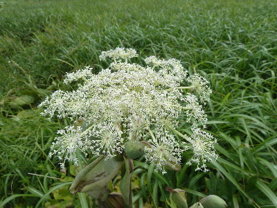 三瓶山山頂の花
