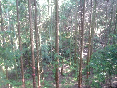 うっそうとした林 臭い