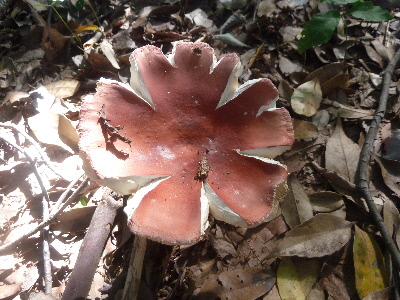 感じのいいやまきのこ