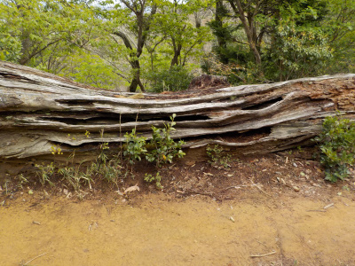 新型コロナでも山登り