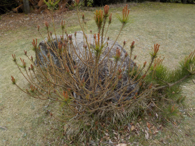 新型コロナだけど山頂の松