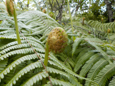 新型コロナでもぜんまい