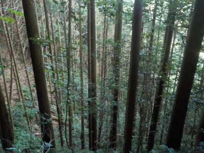 高尾山の何処にでもありそうな山の景色