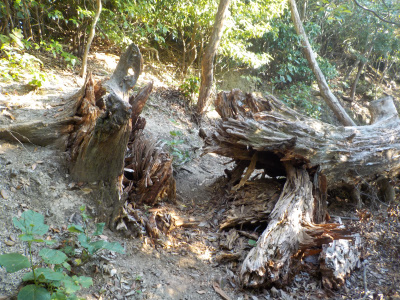 高尾山の道を塞ぐ倒木