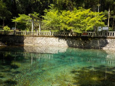 透明感のある池